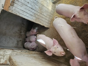 De dat pt Crăciun  - imagine 3