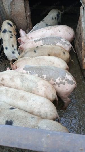 Vând purcei de carne  - imagine 2