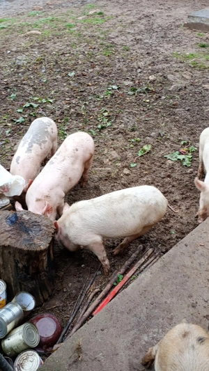 Vând purcei de carne  - imagine 4