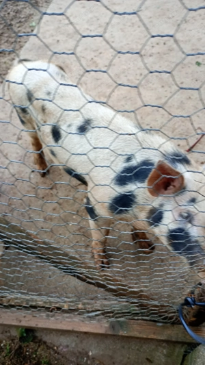 Vând purcei de carne 