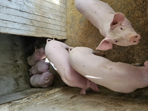 De dat pt Crăciun  - imagine 4