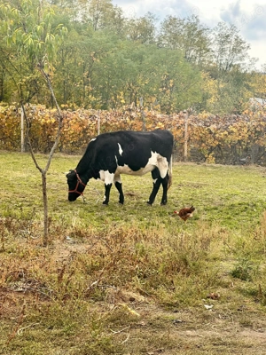 Vacă bălțată românească pe negru 