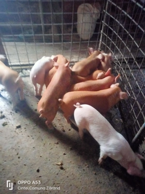 Purcei petran cu duroc