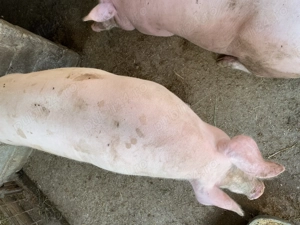 Porci de vânzare 150 200 kg 