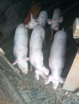 Vand porc 200kg - imagine 3