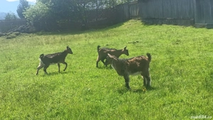 capre alpine franceze  - imagine 2