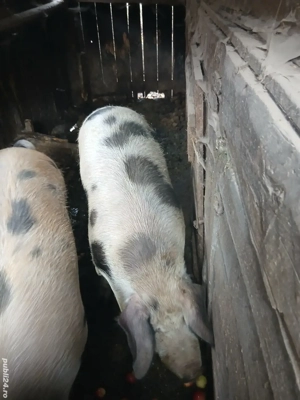 Porc de vânzare  - imagine 2