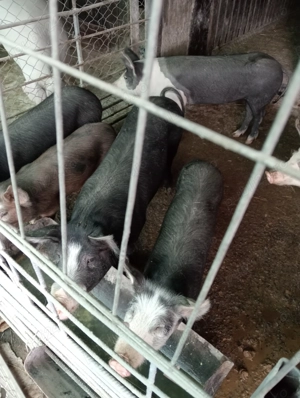 Porc de Craciun - imagine 5