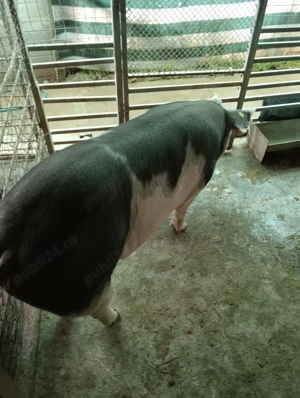 Porc de Craciun - imagine 4