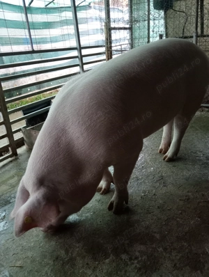 Porc de Craciun - imagine 2