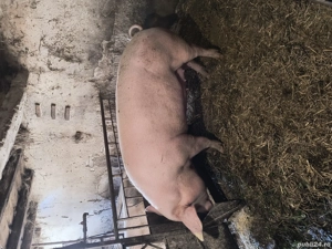 De vânzare 2 scroafe!