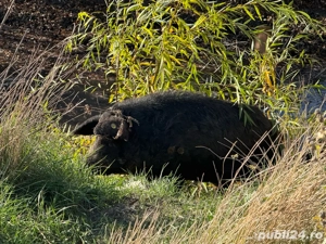 Porci Mangalița sau Bazna Crescuți Natural