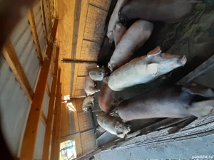 Vând porci  15 lei kg