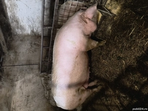 De vânzare 2 scroafe! - imagine 2