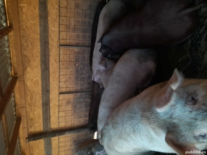 Vând porci  15 lei kg - imagine 4