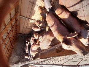 Vând porci  15 lei kg - imagine 3