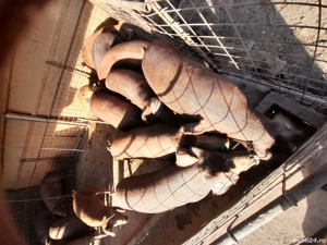 Vând porci  15 lei kg - imagine 2