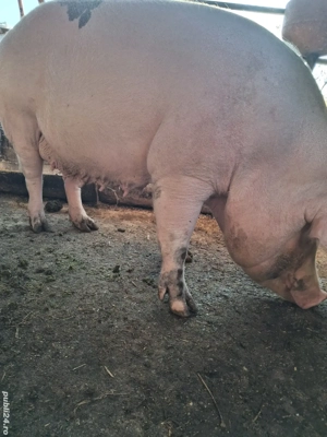 de vânzare scroafă 270 kg rasă marele alb ofer transport 