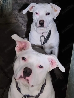 Vând Cățeluși Amstaff - imagine 3