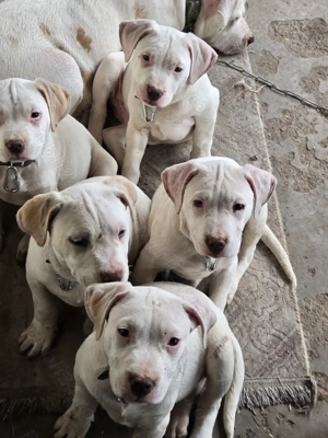 Vând Cățeluși Amstaff - imagine 2