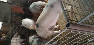 Porci de vânzare. - imagine 3