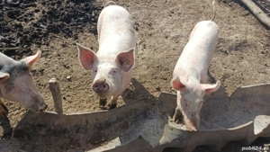 De vanzare   7 buc  - imagine 3