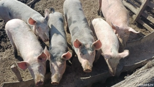 De vanzare   7 buc  - imagine 5