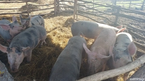 De vanzare   7 buc  - imagine 2