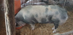 Porci de vânzare. - imagine 2