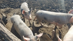 De vanzare   7 buc  - imagine 4