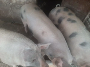 Vând porci  - imagine 2