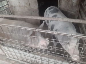 Vând porci  - imagine 3