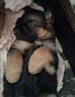 Pui ciobanesc german - imagine 2