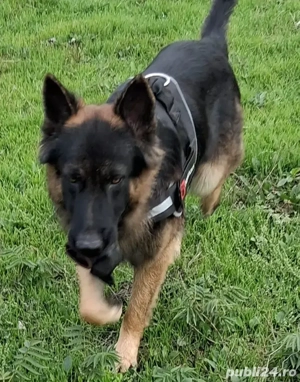 Pui ciobanesc german