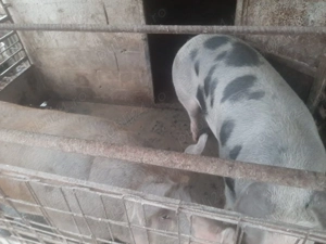 Vând porci  - imagine 4