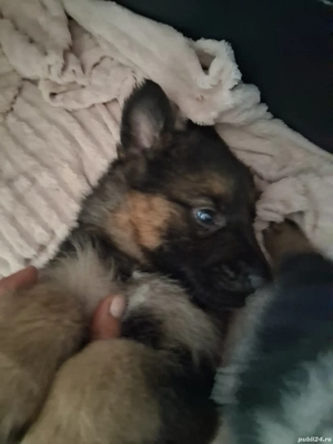 Pui ciobanesc german - imagine 3