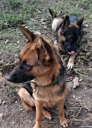 Pui ciobanesc german - imagine 4