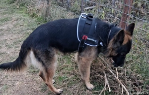 Pui ciobanesc german - imagine 5