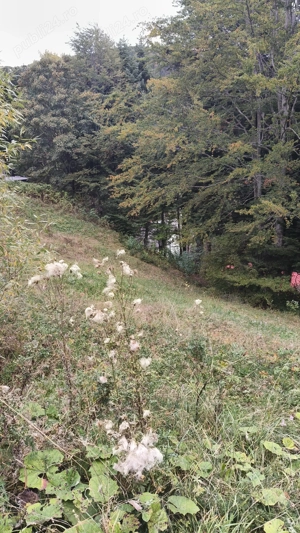 Teren intravilan de vanzare in Predeal, - imagine 3