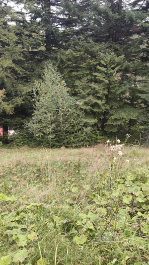 Teren intravilan de vanzare in Predeal, - imagine 2