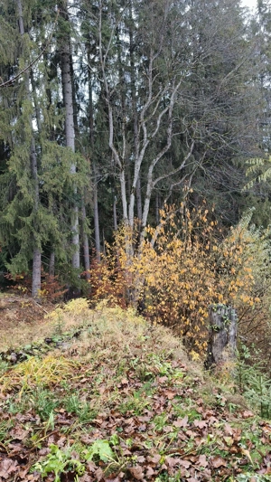 Teren intravilan de vanzare in Predeal, - imagine 5