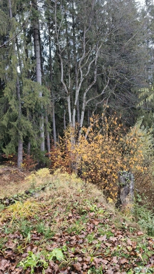 Teren intravilan de vanzare in Predeal, - imagine 6