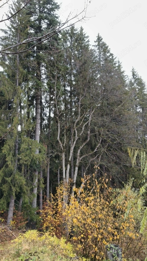 Teren intravilan de vanzare in Predeal, - imagine 4