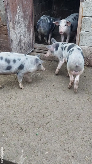 Purcei petrean - imagine 2