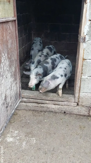 Purcei petrean - imagine 3