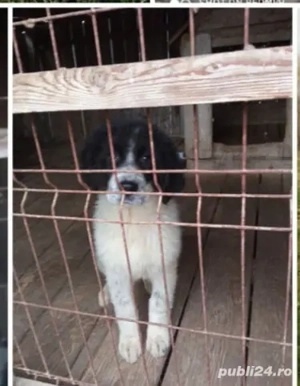 Pui Ciobanesc Romanesc de Bucovina - imagine 2