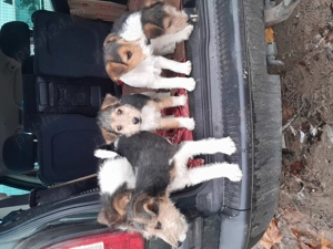 Căței Fox terrieri sîrmos  - imagine 3