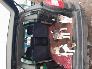 Căței Fox terrieri sîrmos  - imagine 4