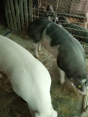 Porc de Craciun - imagine 3