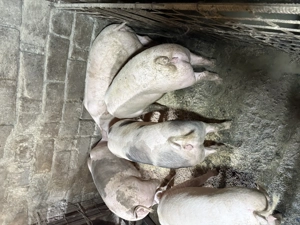 Vând porci de carne 80-150 kg - imagine 2